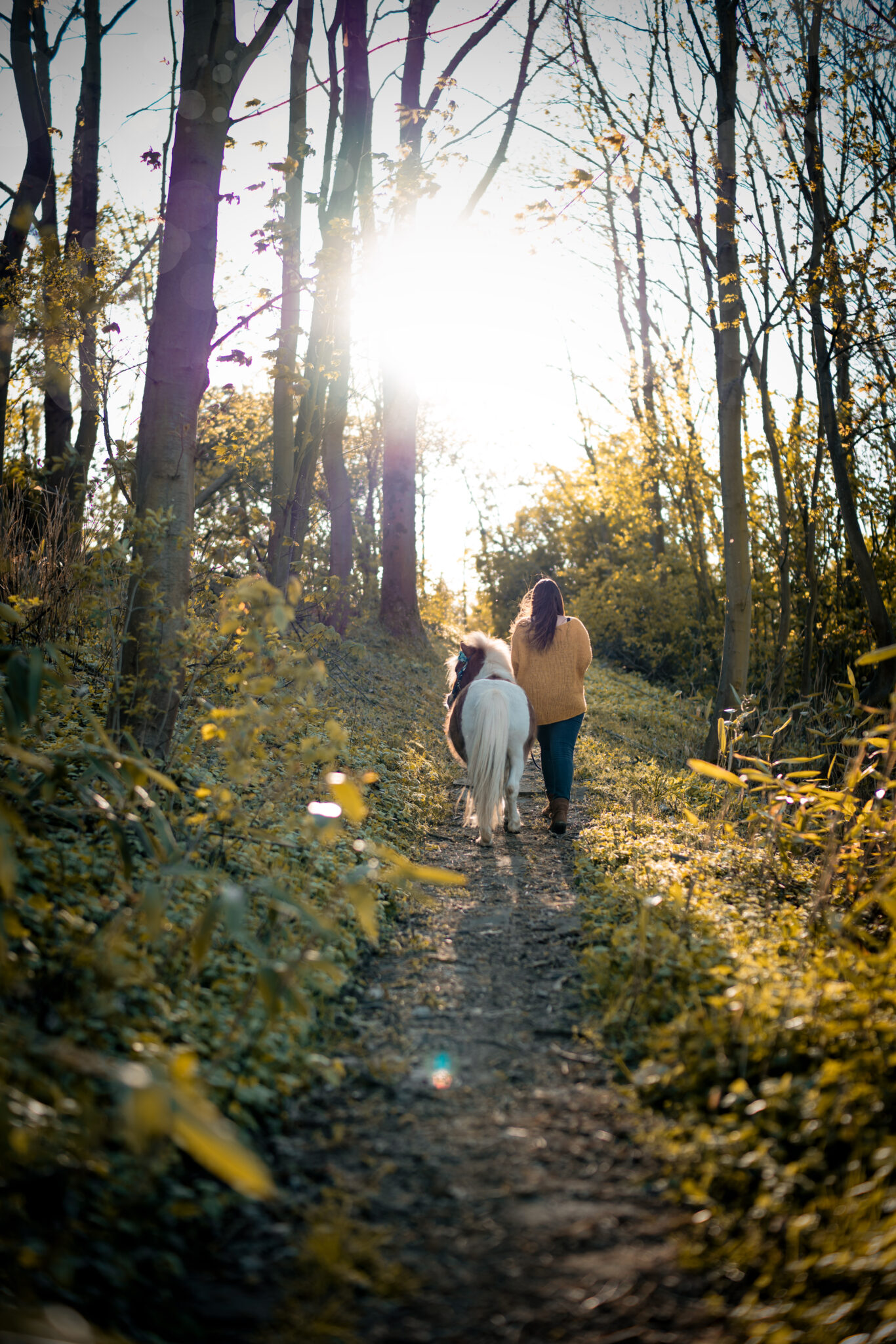 73R00188-73 Pferdeshooting im Wald