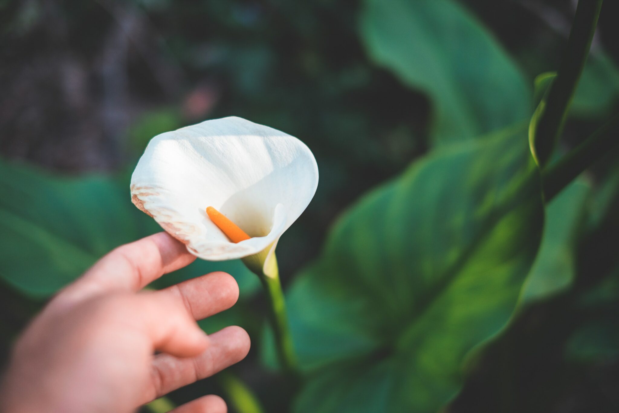 Blumenidee für Hochzeitsblumenstrauß