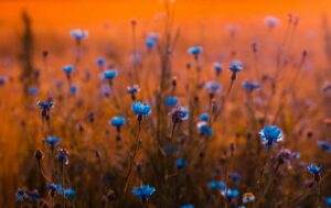 blaue Blumen