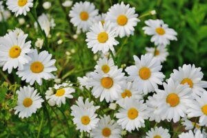 Blumenidee für Hochzeitsblumenstrauß