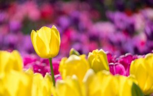 Knallige Tulpen
