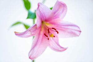 Blumenidee für Hochzeitsblumenstrauß