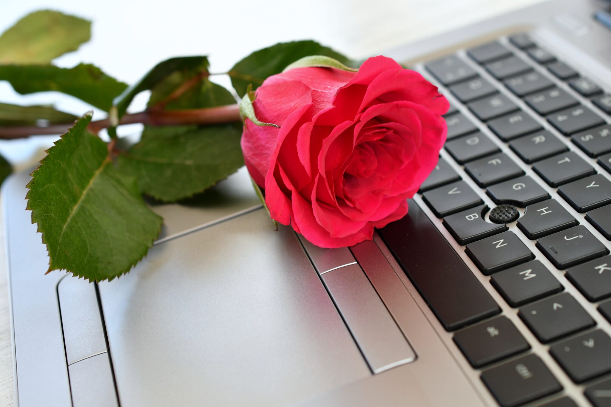 Tinder FOTO6 Rose auf Laptop Tastatur